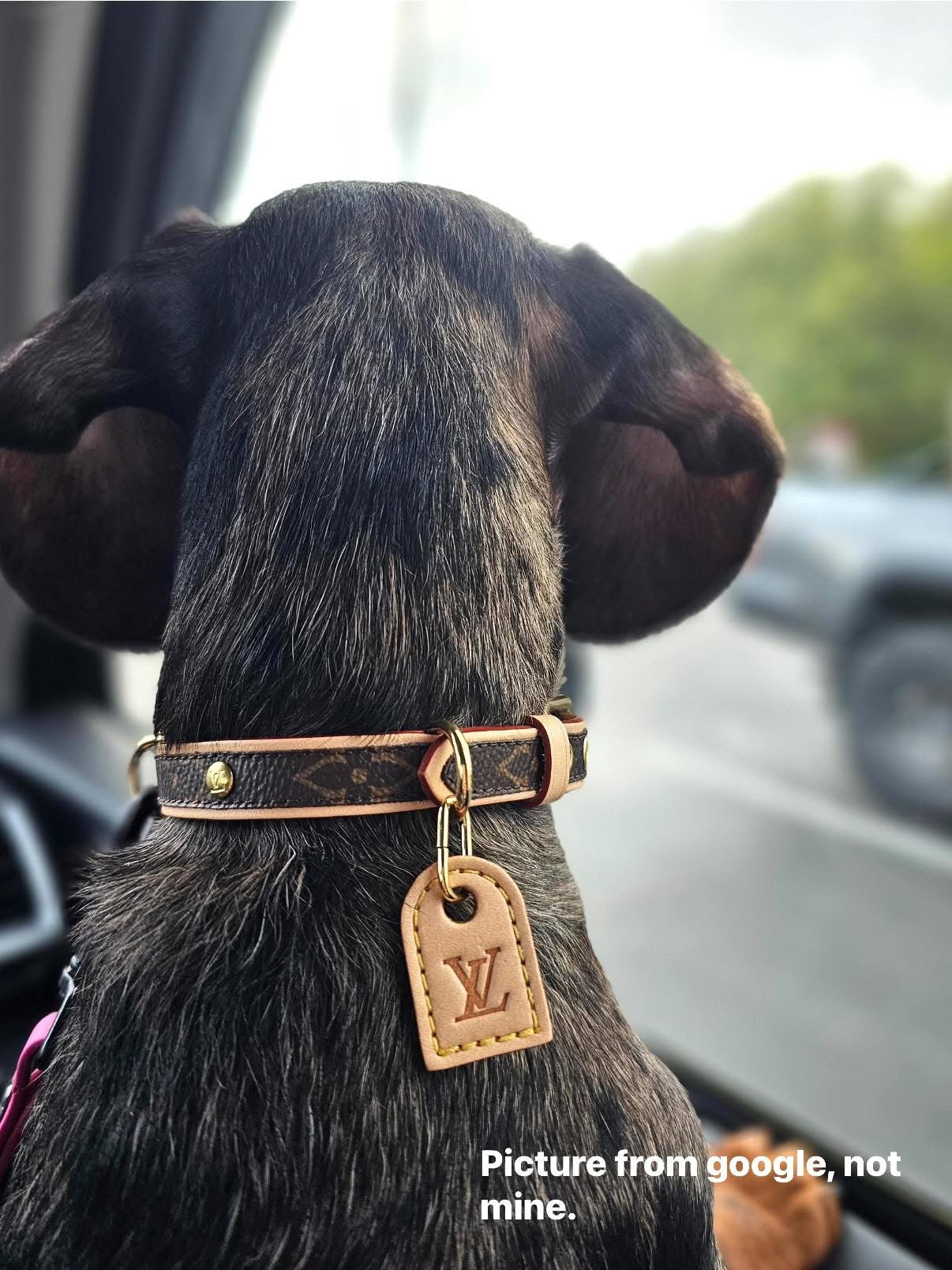 LV Collar PM with Monogram Leash